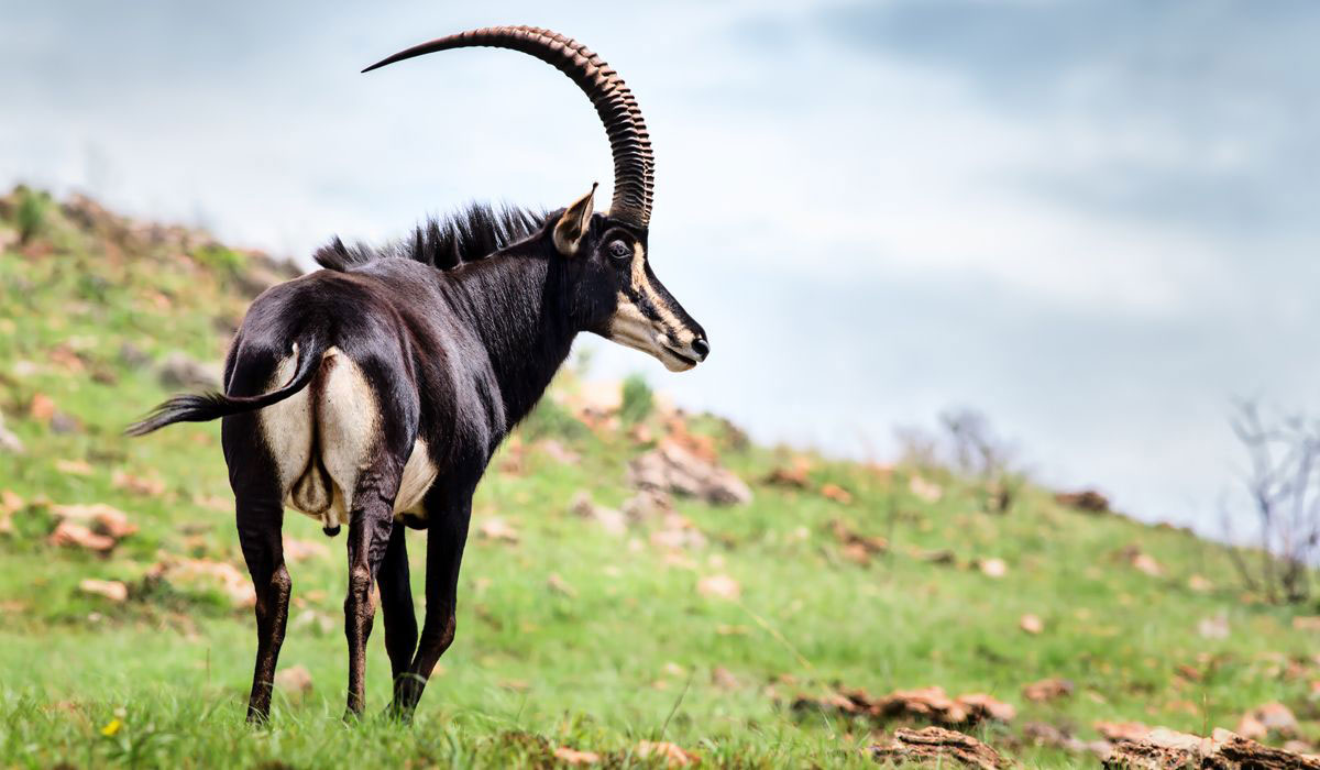 Avula safaris brand photography