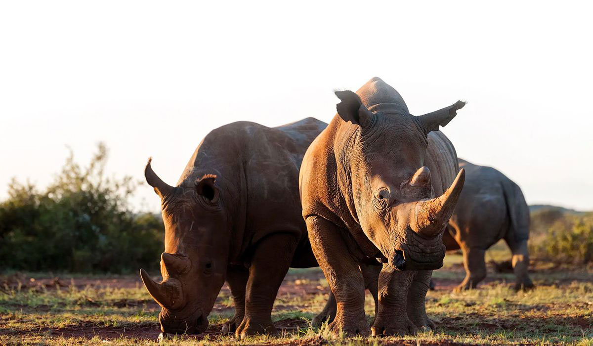 Rockwood conservation wildlife photography