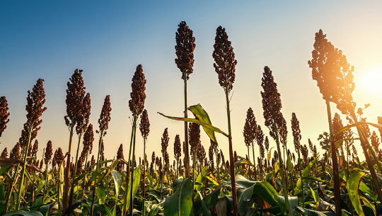 Roff Milling Production photoshoot