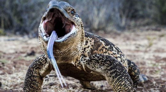 avula safaris photography unique experience